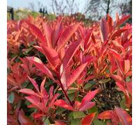 Semi di pettirosso rosso-per il giardino,da ombra da siepe resistenti,belle in vaso vaso,100pcs