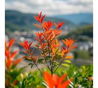 Semi di pettirosso rosso-resistenti all'esterno vaso,perenni,colorate semi di 100pcs