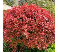 Semi di pettirosso rosso-semi di,resistenti all'esterno da appartamento,semi di perenni resistenti 300pcs