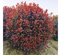 Semi di pettirosso rosso-sempreverdi resistenti da giardino,da giardino coltivazione di semi,da giardino 1000pcs