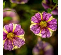 semi di petunia appendendo semi esotici giardino ufficio balcone resistente all'esterno bonsái 1000pcs