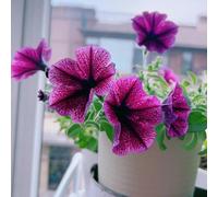Semi di petunia appesi, autunnali dalla resistente semi di d'appartamento resistenti per il giardino regali per gli amanti 150pcs