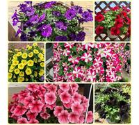 Semi di petunia appesi, semi di copertura del terreno resistenti semi di campo per luoghi soleggiati 600pcs