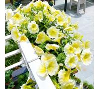 semi di petunia, copertura del terreno resistenti per giardini rocciosi esotico decorazioni da giardino per esterni gli amanti del giardino Perenni resistenti semi di 80pcs