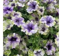 semi di petunia, da balcone semi di come bomboniera per luoghi soleggiati resistenti per giardini rocciosi gli amanti del giardino vecchie varietà 30pcs