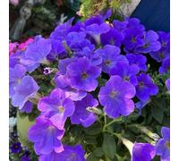 Semi di petunia - per giardinieri resistenti per giardini rocciosi semi di biologici, bomboniere estivi luoghi soleggiati arredamento del 350pcs