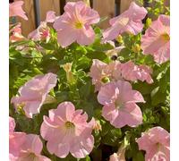 semi di petunia, raro decorazione floreale per luoghi soleggiati semi di resistenti per giardini rocciosi decorazioni da giardino esterni arredamento del 40pcs
