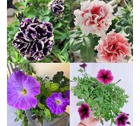 semi di petunia, Resistente alla copertura del suolo di balcone semi di selvatica perenne resistenti, resistenti 300pcs