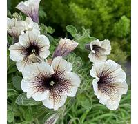 semi di petunia rialzata resistenti biologiche giardino balcone interno varietà antiche 350pcs