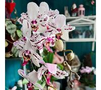 Semi di Phalaenopsis - d'appartamento raro Orchidee, semi di vecchie varietà come bomboniera da balcone esotico per luoghi soleggiati organico decorazione 20pcs