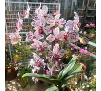 Semi di Phalaenopsis - esotiche ufficio Orchidee, serre balcone per giardinieri per i luoghi soleggiati resistenti giardini rocciosi decorazioni 10pcs