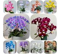 Semi di Phalaenopsis - estivi Orchidee, balcone, semi di autunnali resistenti arredamento del soggiorno resistenti per giardini rocciosi per 150pcs