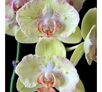 Semi di Phalaenopsis - per giardinieri Orchidee, serre balcone di antichi resistenti per giardini rocciosi estivi i luoghi soleggiati 20pcs