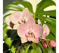 semi di phalaenopsis - serra interna rampicanti rare da appartamento esotiche, esotiche decorazioni da giardino per esterni in vaso 400pcs