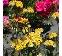 semi di phlomis interno esotiche per aiuole rialzate e balconi selvatiche rare per la con giardino di biologiche 300semi