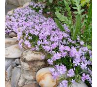 Semi di Phlox da tappeto - balcone, giardino Phlox subulata - vecchie varietà di rare resistenti per il giardino di selvatici perenni 100pcs
