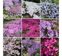 Semi di Phlox da tappeto - perenni resistenti Phlox subulata - giardino perenni resistenti per il giardino esotici 300pcs