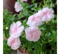 semi di phlox giardino balcone d'appartamento rare interno resistenti all'ombra 700pcs