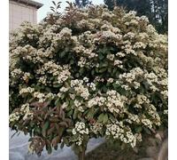 Semi di Photinia Red Robin - copertura del terreno per giardinieri arbusti a crescita resistenti arbusti fioriti, resistenti siepi all'aperto decorazioni da 300pcs