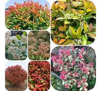 Semi di Photinia Red Robin - da balcone copertura del terreno organico resistenti per giardini rocciosi giardino di arbusti resistenti esotico decorazioni da 600pcs