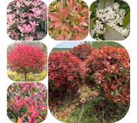 Semi di Photinia Red Robin - da balcone per luoghi soleggiati all'aperto siepi resistenti per giardini rocciosi copertura del terreno arbusti fioriti, resistenti arbusti 1000pcs