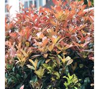 Semi di Photinia Red Robin - organico arbusti a crescita siepi per giardinieri esotico decorazioni da giardino per esterni resistenti giardini rocciosi luoghi 200pcs