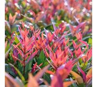 Semi di Photinia Red Robin - organico siepi da balcone copertura del terreno raro per giardinieri resistenti esotico per luoghi soleggiati arbusti a crescita 700pcs