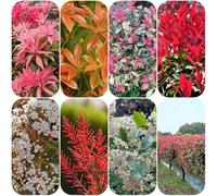 Semi di Photinia Red Robin per giardinieri prodotti sostenibili decorazioni giardino per esterni vecchie varietà semi di i luoghi soleggiati 250pcs