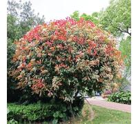 Semi di Photinia Red Robin - raro siepi resistenti decorazioni da giardino per esterni per luoghi soleggiati esotico organico giardinieri copertura del terreno arbusti 200pcs