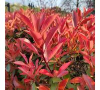 Semi di photinia Red Robin, resistenti per esotiche rare da giardino interno nel biologici, balcone, 200pcs