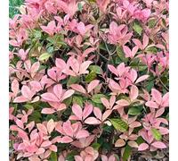 Semi di Photinia Red Robin - resistenti per giardini rocciosi decorazioni da giardino per esterni giardino di arbusti luoghi soleggiati organico arbusti fioriti, resistenti raro 400pcs