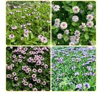 Semi di Phyla nodiflora, semi di verbena tappeto, selvatiche giardino di regali sostenibili per le donne Le perenni sono 200pcs