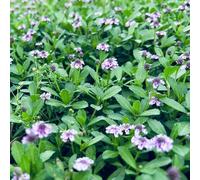 Semi di Phyla nodiflora, vecchie varietà Semi di da tappeto, aromatiche selvatiche prodotti sostenibili regali per gli amanti del giardino 200pcs