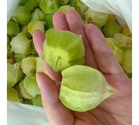 Semi di Physalis, in interna bacca andina balcone rialzato con letto balcone, giardino d'appartamento esotiche rara copertura del terreno 200pcs