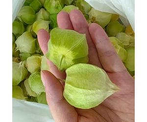 Semi di Physalis, in interna bacca andina balcone rialzato con letto balcone, giardino d'appartamento esotiche rara copertura del terreno 200pcs