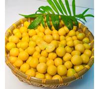 Semi di Physalis, regali sostenibili frutteto da frutto nani regali per giardinieri da balcone da giardino roccioso resistenti semi per aiuole rialzate 80pcs