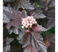 Semi di Physocarpus opulifolius - da esterno resistenti arbusti per il giardino semi di come per gli ospiti arbusti sempreverdi resistenti esotiche 300pcs