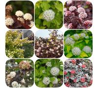 Semi di Physocarpus opulifolius - da ombra resistenti al giardino vecchie varietà semi di come per gli ospiti arbusti per il giardino selvatici serre 200pcs