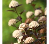Semi di Physocarpus opulifolius - decorazione da giardino per esterni da ombra resistenti al giardino arbusti fioriti resistenti rare arbusti per il semi di come 50pcs