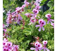Semi di pianta di citronella 490, non OGM, semi di pianta di citronella da giardino domestico, pianta polivalente per piantare