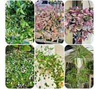 Semi di pianta ragno, piante resistenti in vaso piante esotiche in vaso resistenti all'esterno serre da balcone per il giardino decorazione del soggiorno sospese sempreverdi da balcone 55pcs