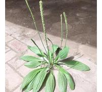 semi di piantaggine - balcone biologiche resistenti perenni giardino 700pcs