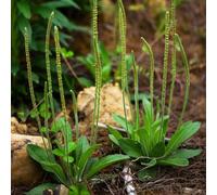 semi di piantaggine - balcone perenni resistenti biologici da giardino 600pcs