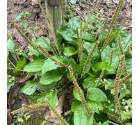 Semi di piantaggine lanceolata - resistenti per giardini rocciosi vecchie varietà raro verdi prodotti sostenibili esotico per giardinieri 550pcs