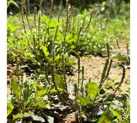 semi di piantaggine, perenni resistenti biologici, aiuole rialzate per giardino, 1000pcs