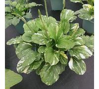 Semi di piantaggine - prodotti sostenibili per giardino di aromatiche da balcone selvatiche semi aromatiche resistenti resistenti per giardini 200pcs