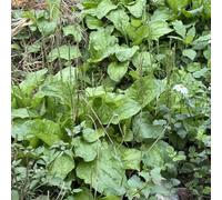 Semi di piantaggine, resistenti Piantaggine lanceolata, semi di medicinali prodotti sostenibili verdi perenni 120pcs