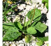 Semi di piantaggine - semi di medicinali Piantaggine lanceolata - resistenti semi di perenni giardino aromatiche sul balcone balcone 100pcs