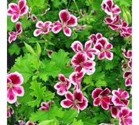 Semi di piante di citronella per la coltivazione - 200 semi di geranium di cetrioli non OGM, semi vegetali di pianta di Citronelle per casa, giardino e piante