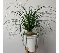 semi di piede di elefante - resistenti da esterno perenni copertura del 50pcs